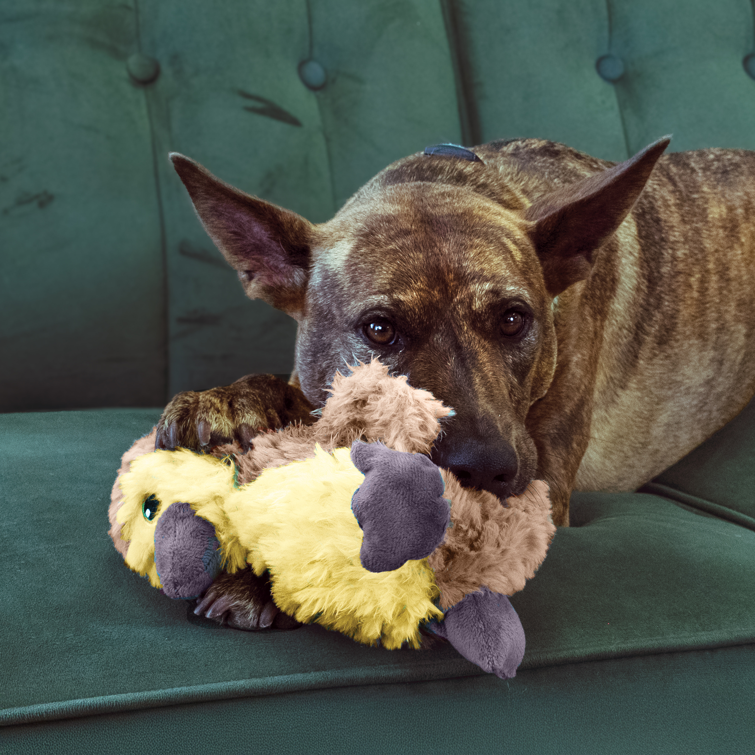 KONG Comfort Tykes Duck - Image 4
