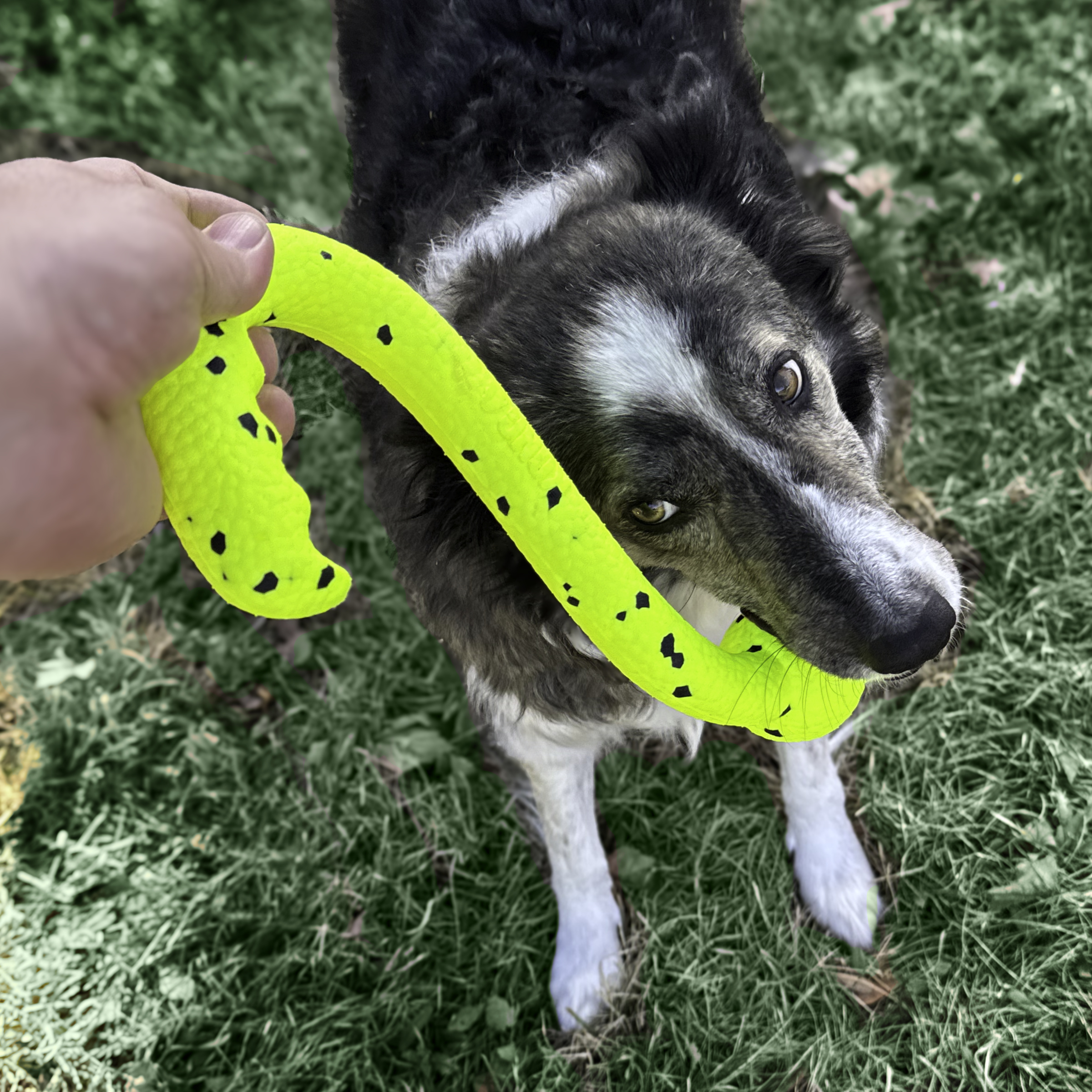 KONG Reflex Tug 'n Fetch - Image 3